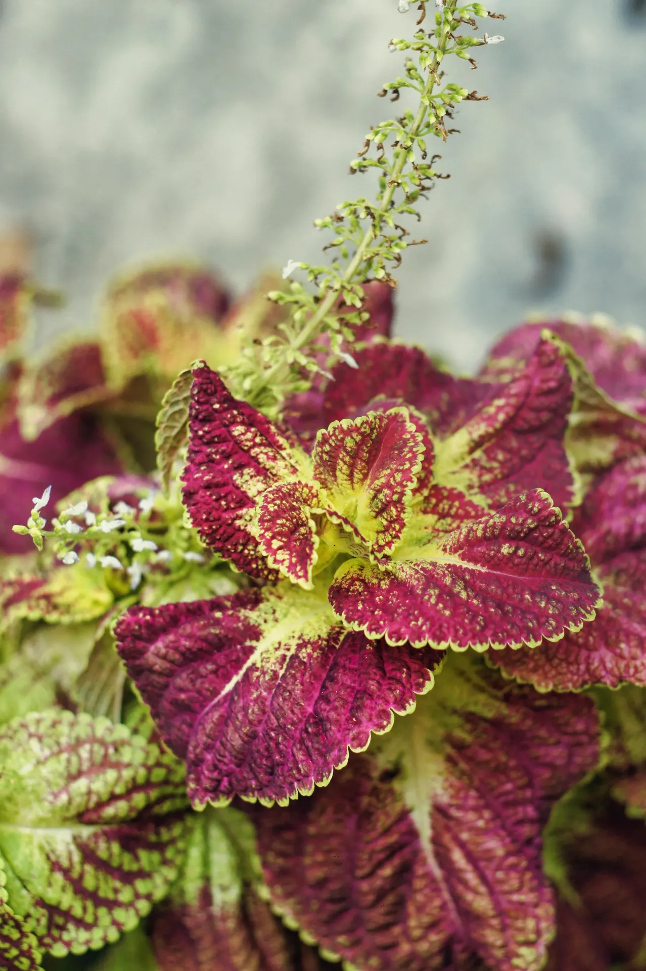 Coleus (Ornamental)