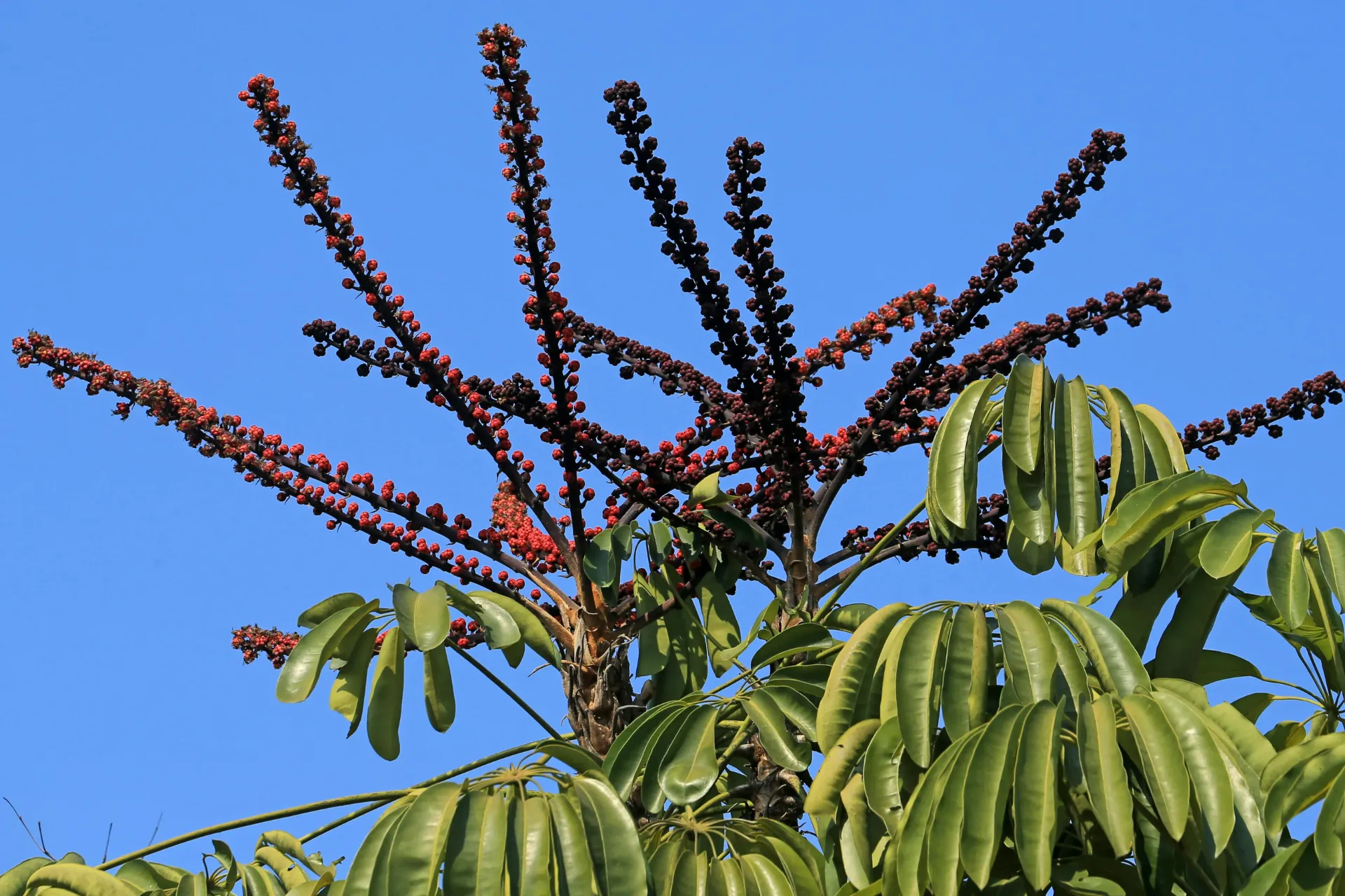 Brassaia actinophylla