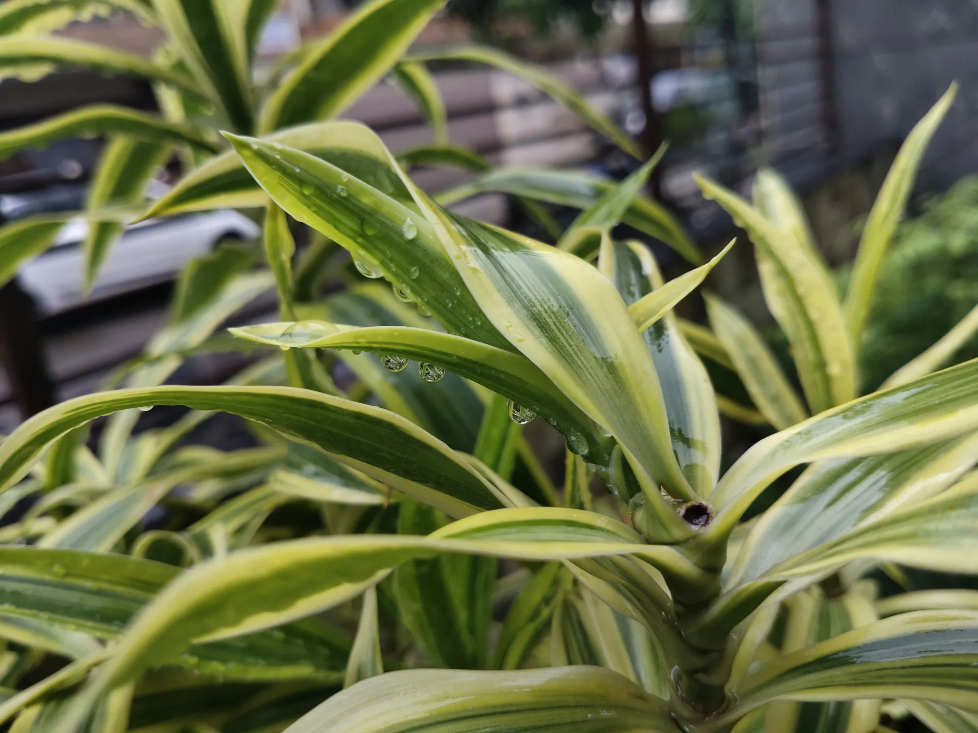 Song of India Live Plant – Dracaena Reflexa Indoor Air Purifying Plant for Home, Office, Balcony | Low Maintenance Evergreen Decorative Plant in Pot