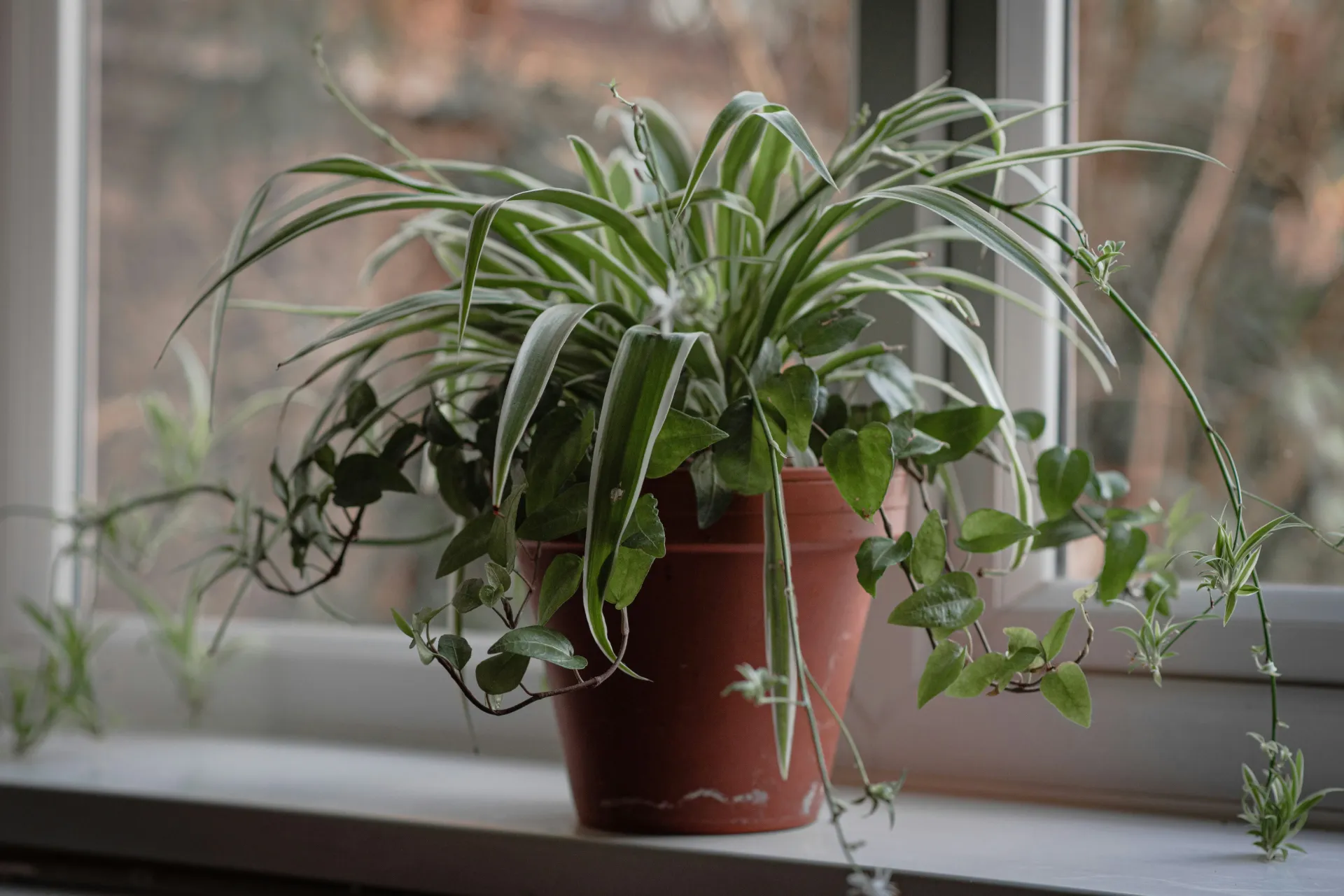 Spider plant