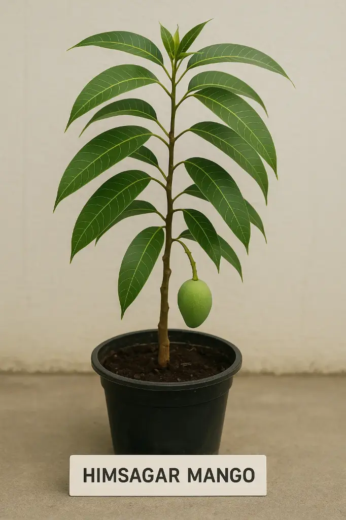Himsagar Mango Plants