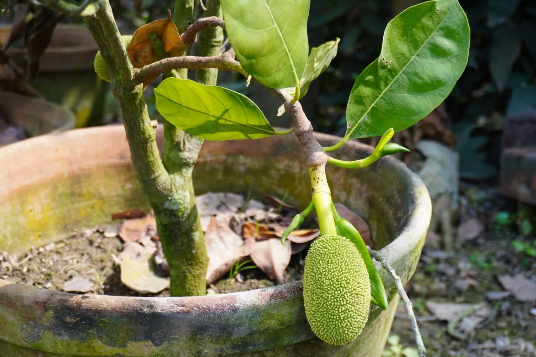 Jackfruit Plant (all time )