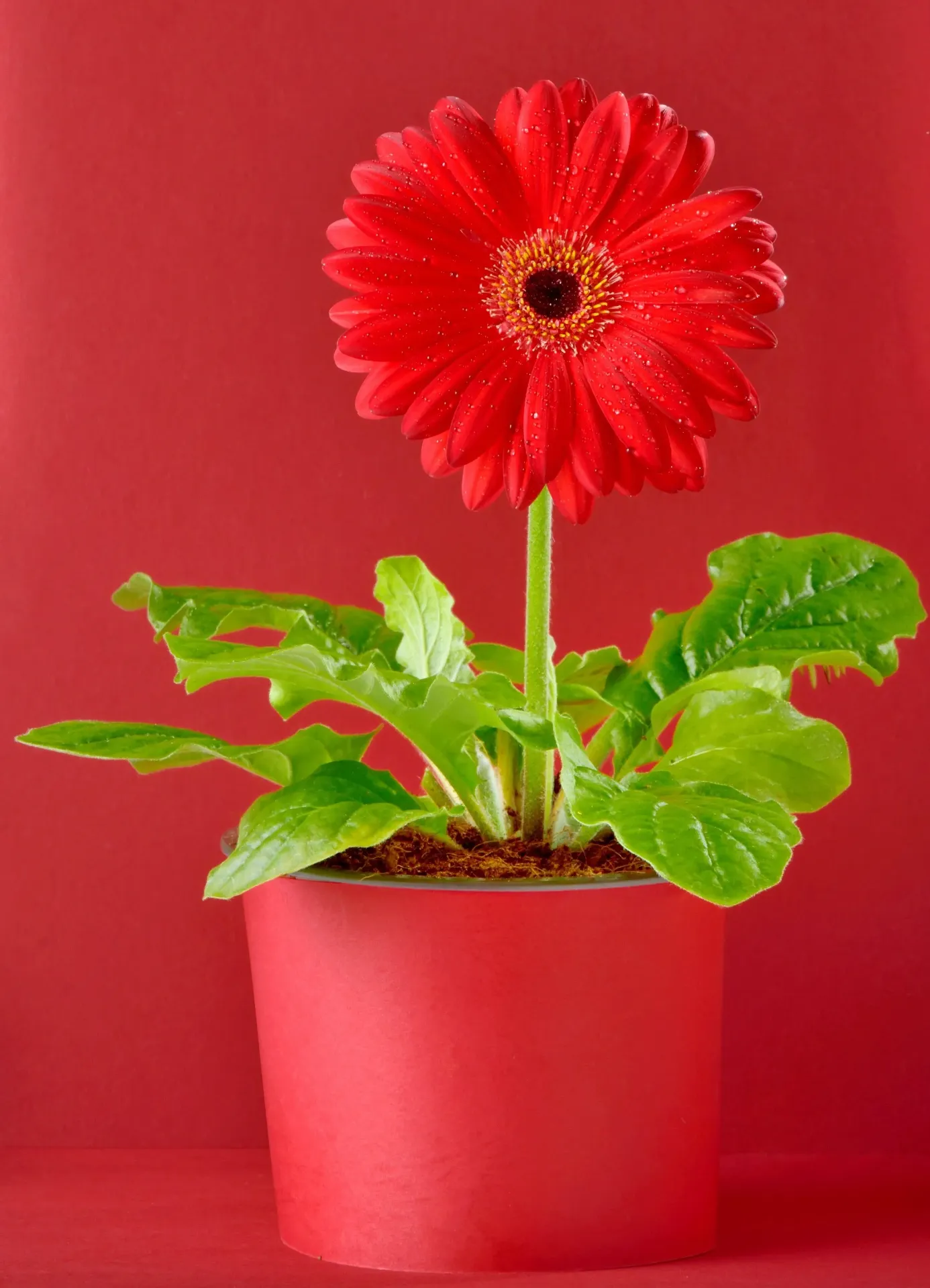 Gerbera red