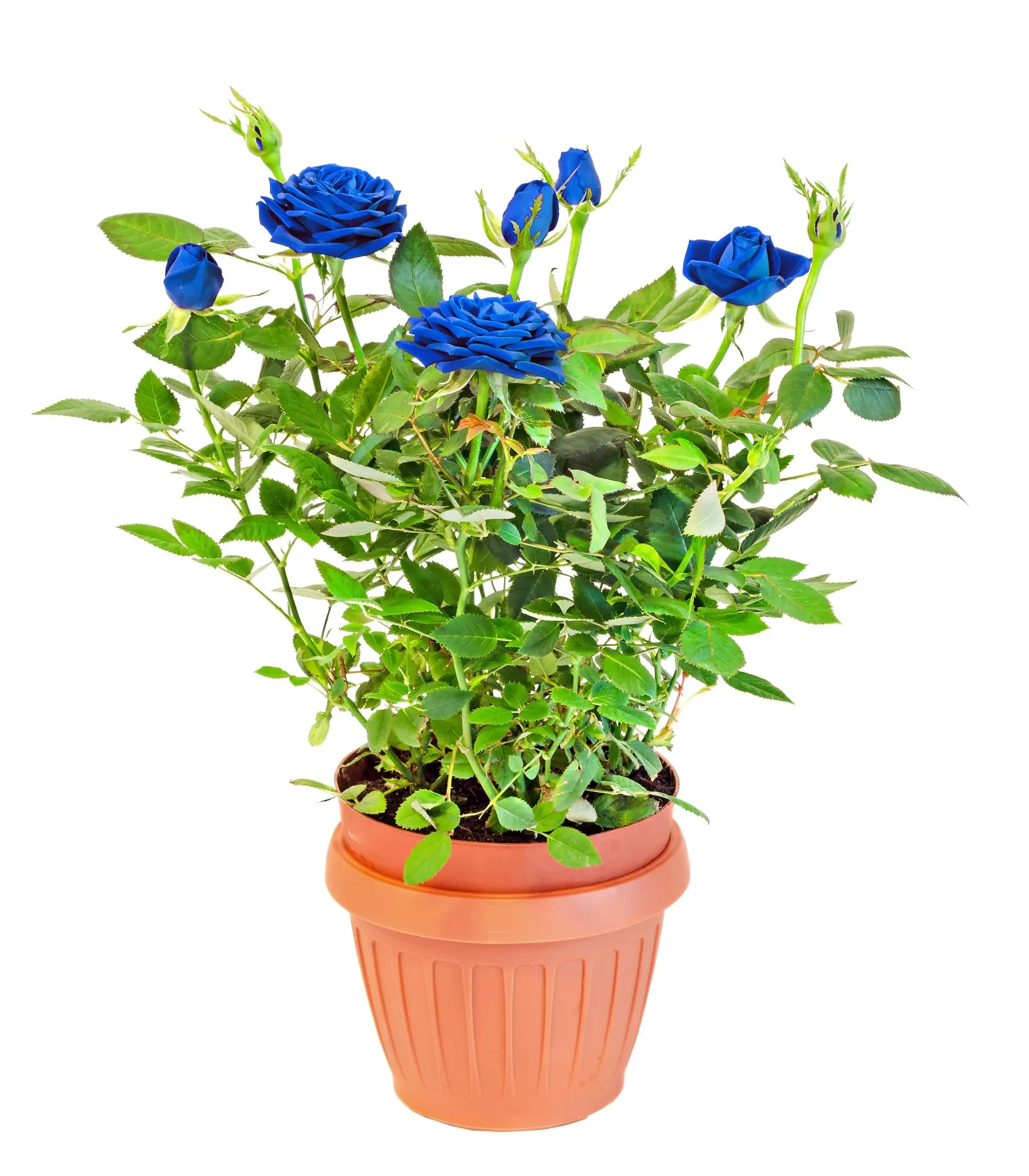 Rose plant blue