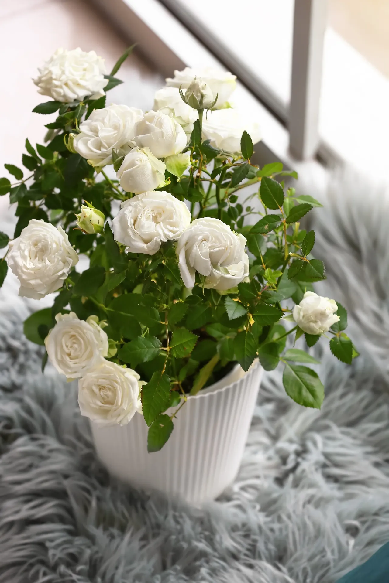 Rose plant white
