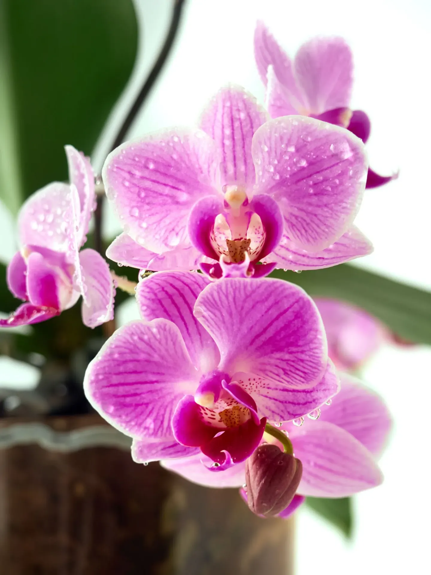 Orchid