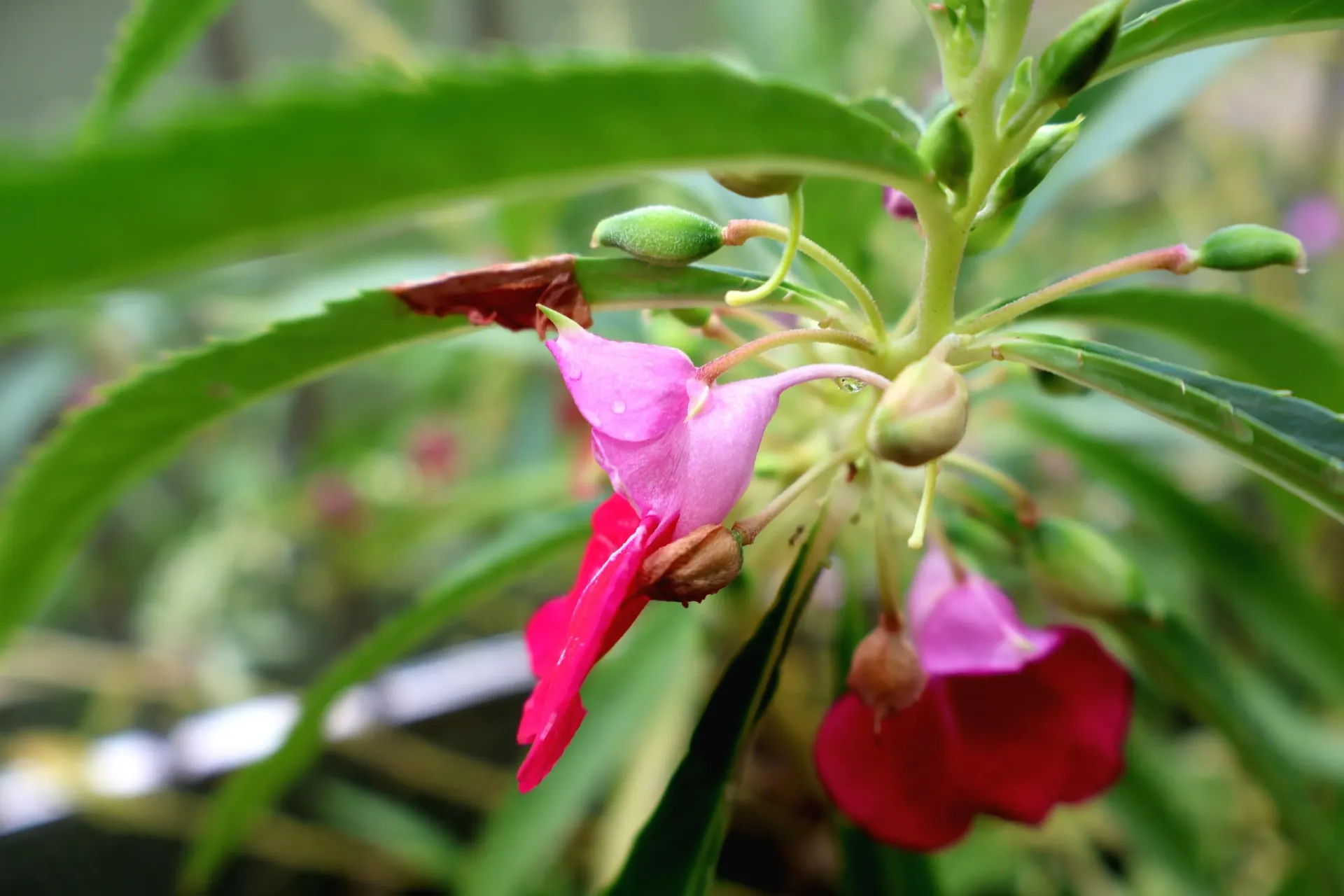 Balsam flowering plant