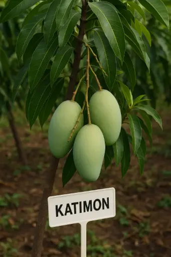 Katimon Mango