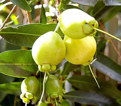 Golap Jamun